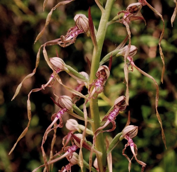 Himantoglossum adriaticum_1012 - Copia.JPG