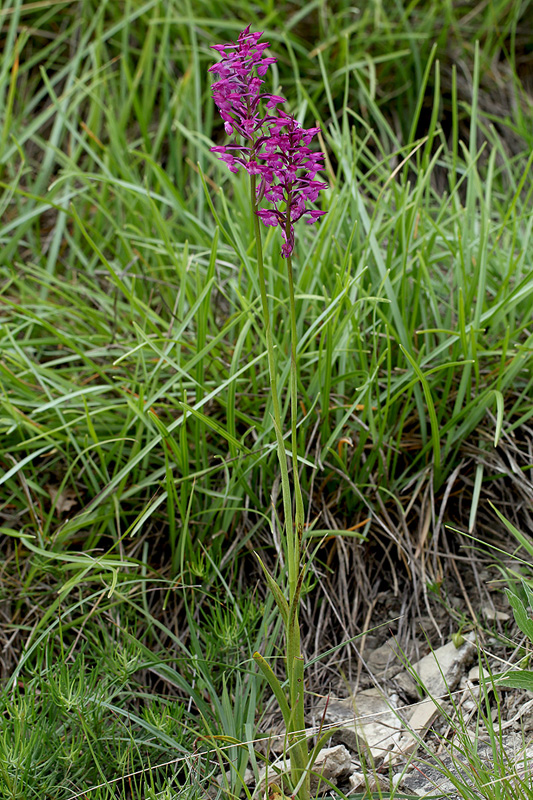 1o-anacamptis × simorrensis-XMG_4991.jpg