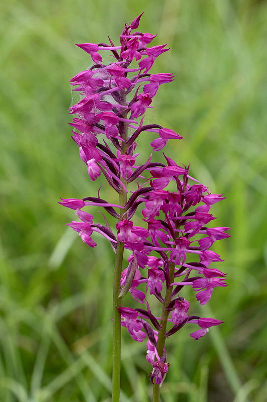 3o-anacamptis × simorrensis-XMG_5004.jpg