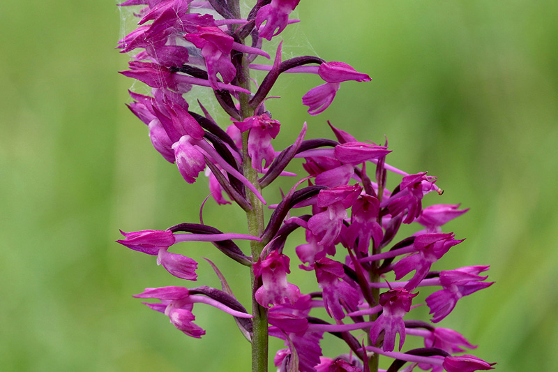 4o-anacamptis × simorrensis-XMG_5016.jpg