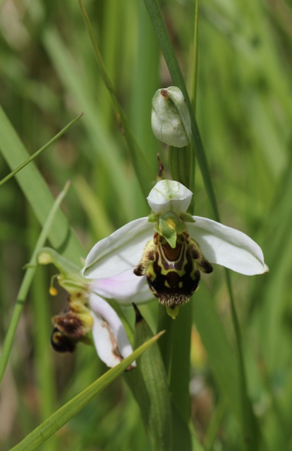 Ophrys apifera.jpg