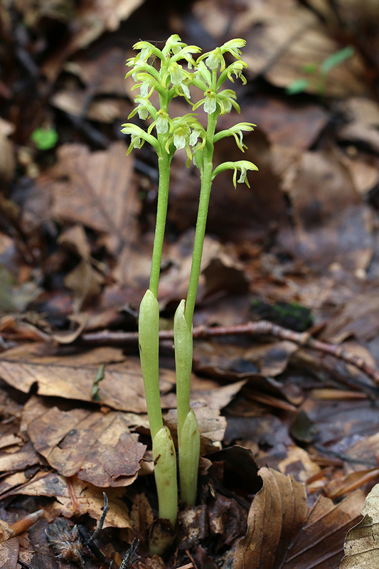 55o-corallorhiza-trifida-XMG_5406.jpg