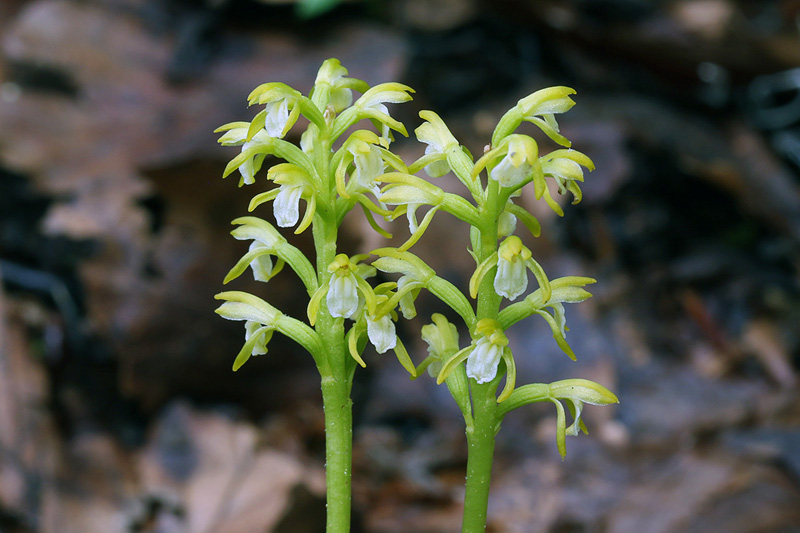 57o-corallorhiza-trifida-XMG_5411.jpg