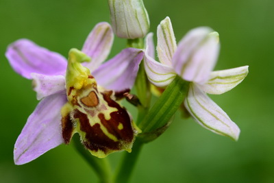 ophrys apifera var.botteronii foto 02.jpg
