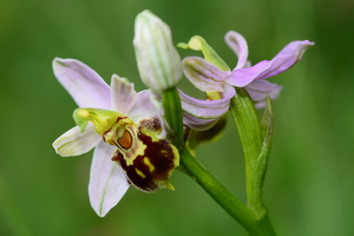 ophrys apifera var.botteronii foto 03.jpg