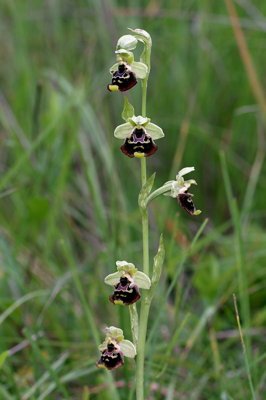 1o-ophrys-holosericea da definire-XMG_5743.jpg