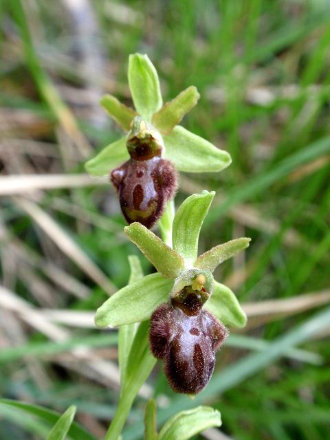Ophrys ID d.jpg