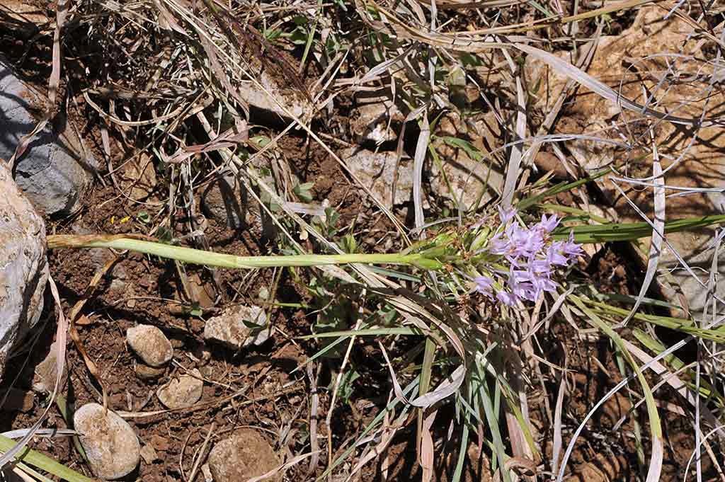 1Anacamptis-pyramidalis-.jpg