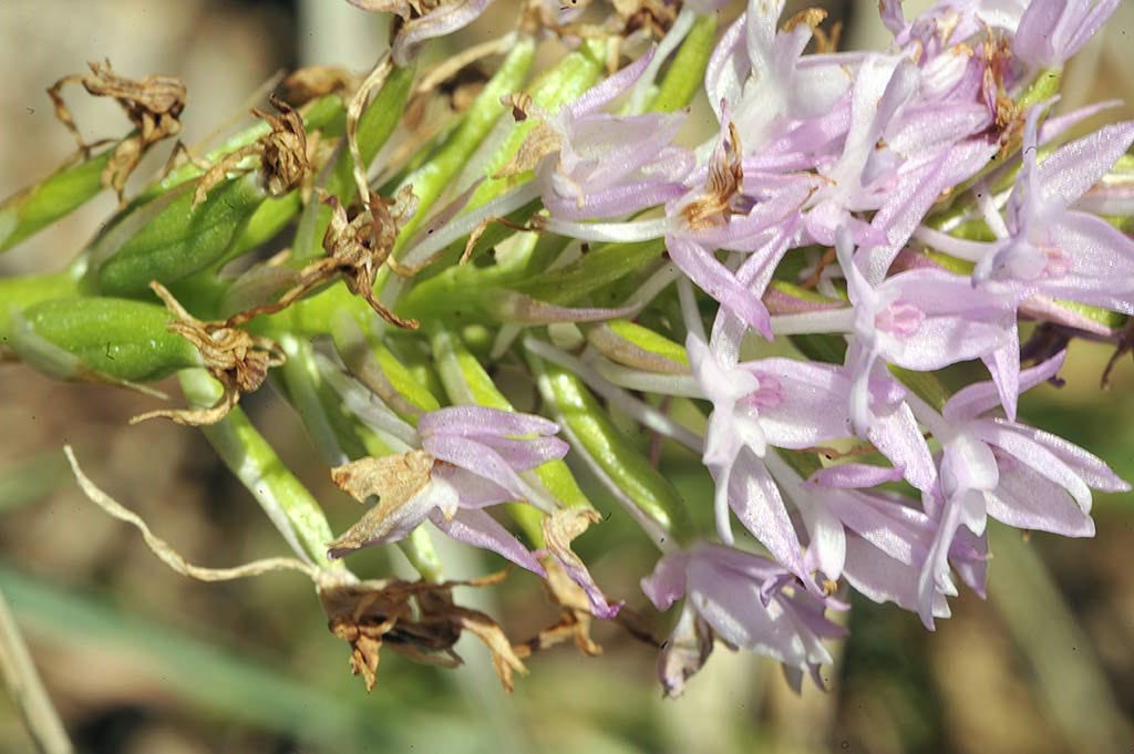2Anacamptis-pyramidalis-.jpg