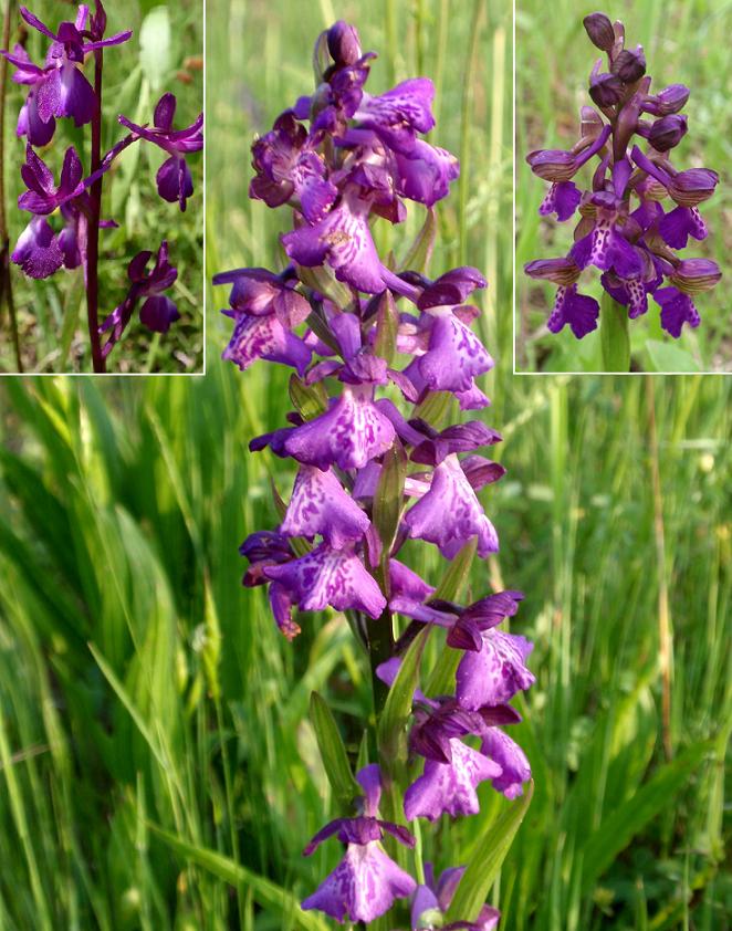 Anacamptis x alata 2.jpg