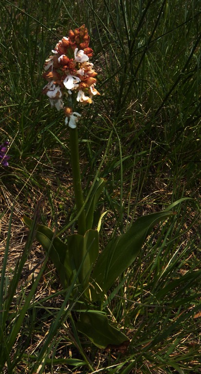 Orchis purpurea Huds..jpg