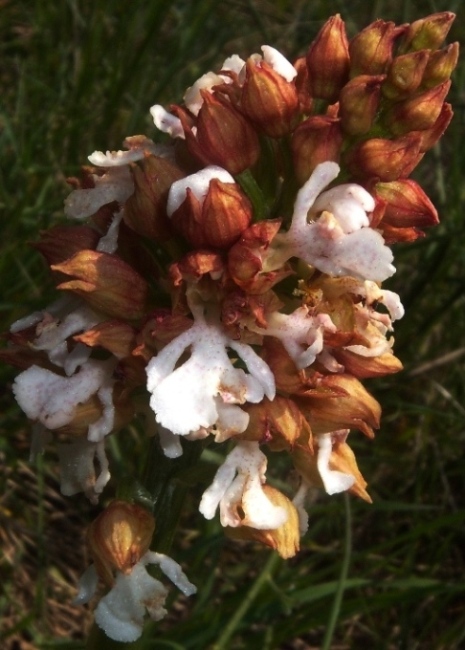 Orchis purpurea Huds. (1).jpg
