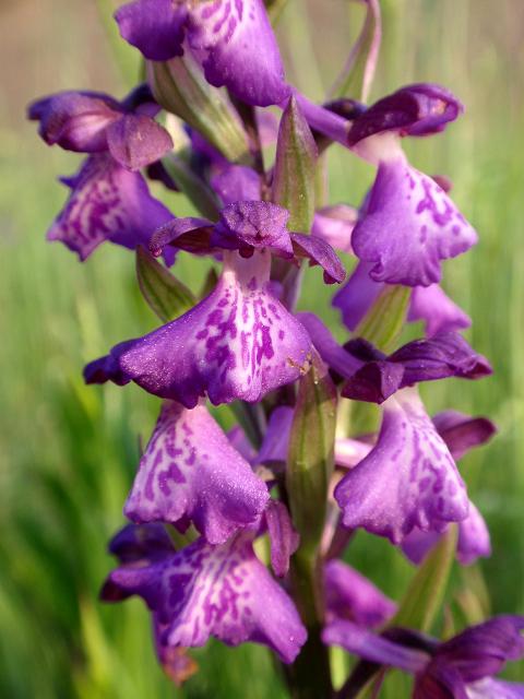 Anacamptis x alata 3.jpg