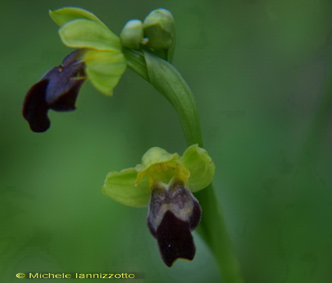 Ophrys fusca_2_.jpg