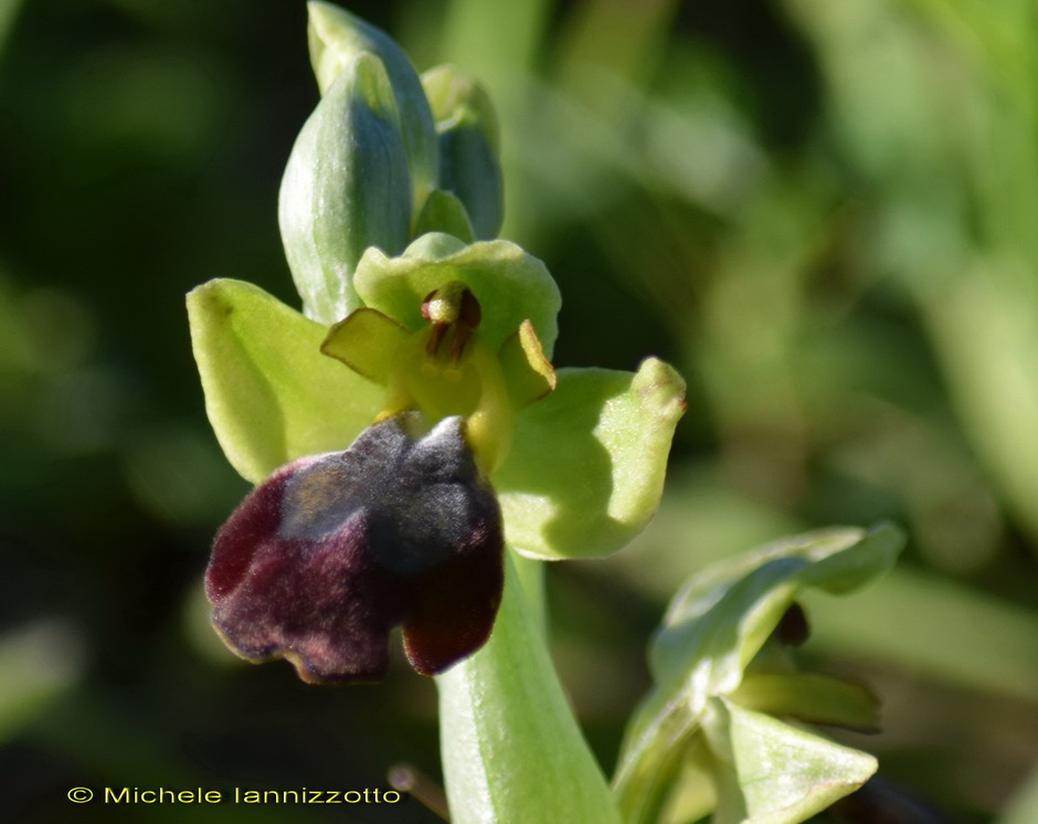 Ophrys fusca link.jpg