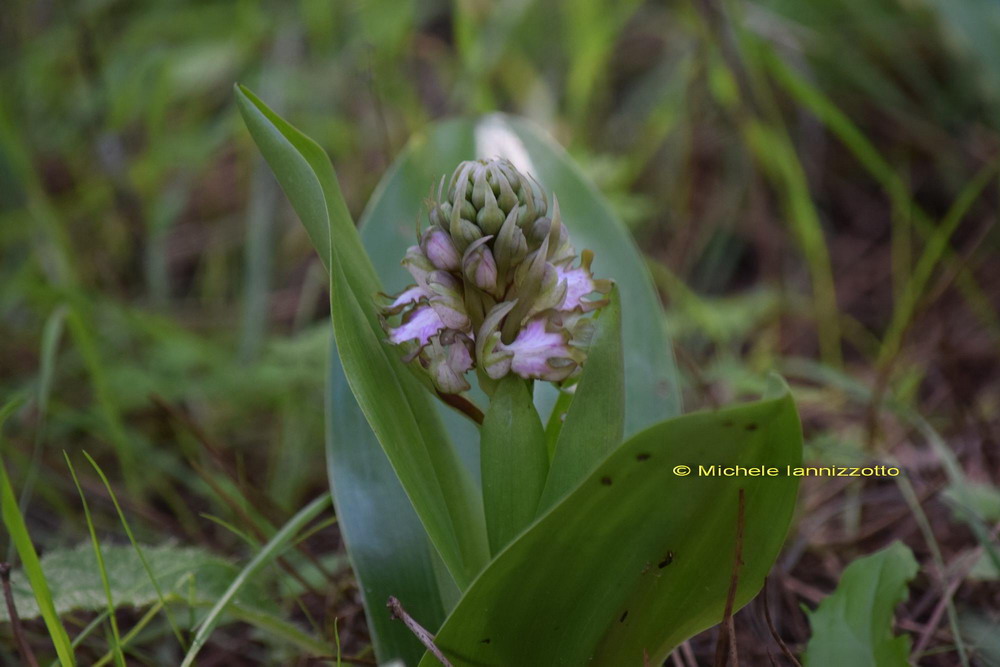 Himantoglossum robertianum (Loisel.) P. Delforge (1999). .jpg