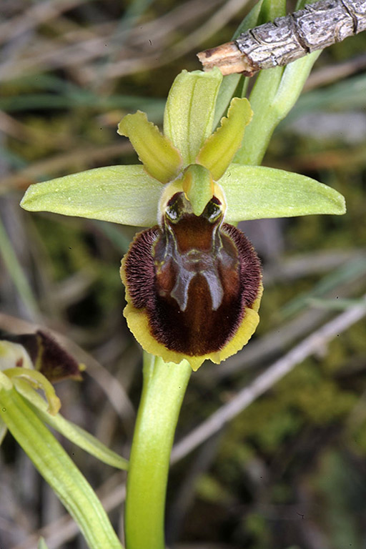 1Ophrys-sphegodes.jpg