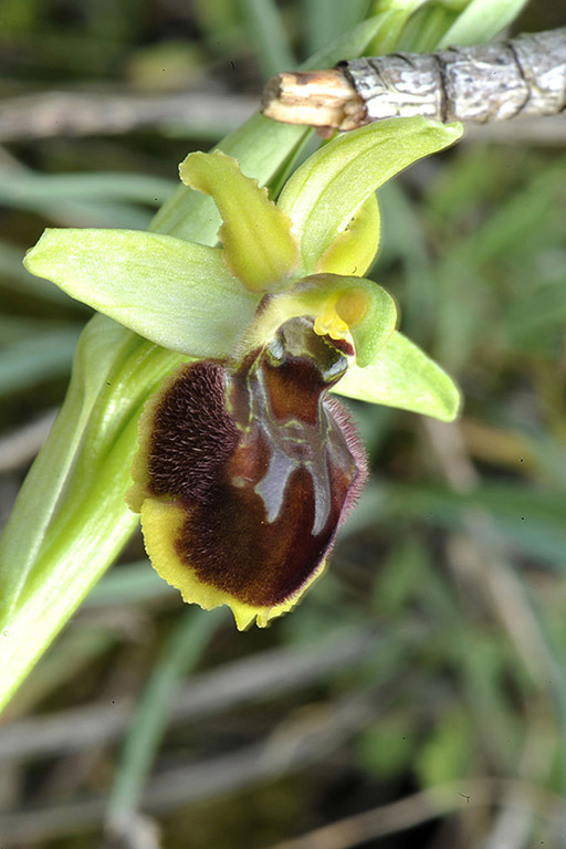 2Ophrys-sphegodes.jpg