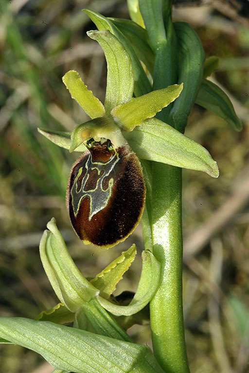 3Ophrys-sphegodes.jpg