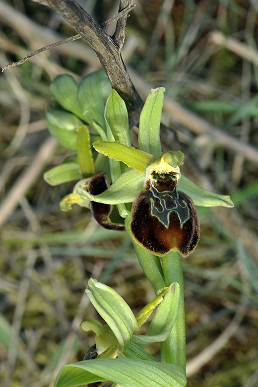 4Ophrys-sphegodes.jpg