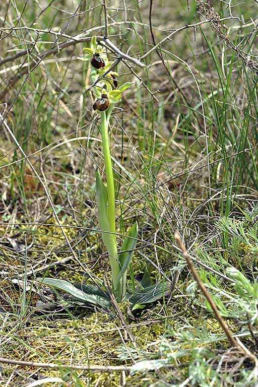 5Ophrys-sphegodes.jpg