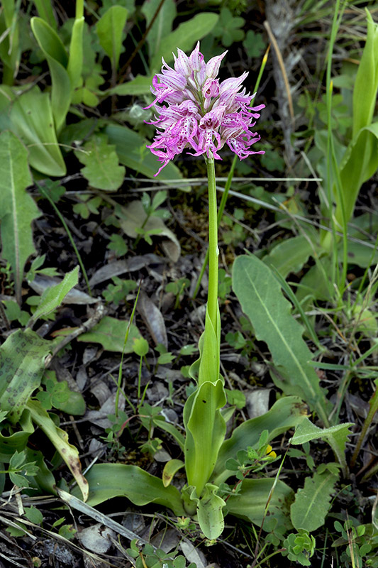 1p-orchis x apollinaris-XA5304.jpg