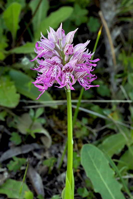 2p-orchis x apollinaris-XA5303.jpg