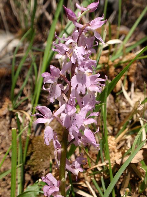 Orchis mascula.jpg