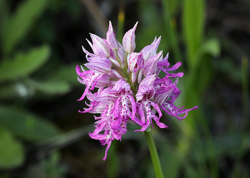 6p-orchis x apollinaris-XA5317.jpg