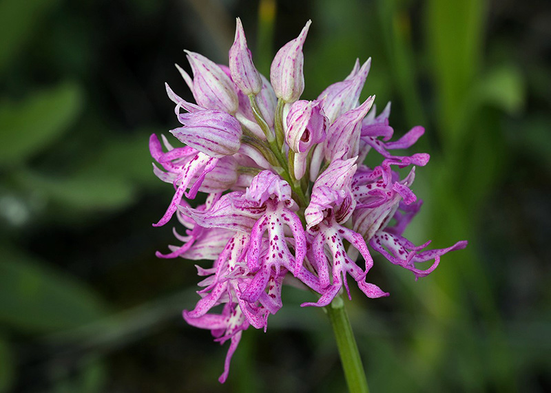 9p-orchis x apollinaris-XA5318.jpg