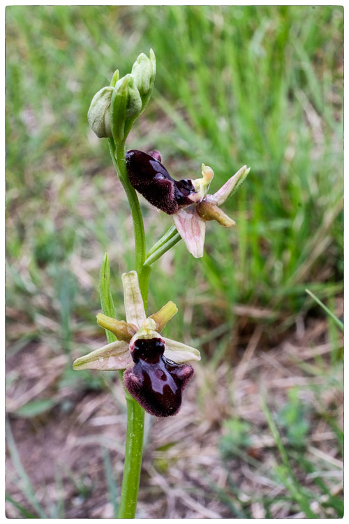 Ophrys-sphegodes.jpg