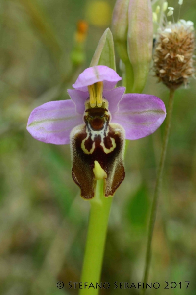 Ophrys tardans (26)__1495989680_93.40.204.210.jpg