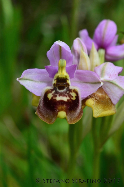 Ophrys tardans (41)__1495989711_93.40.204.210.jpg
