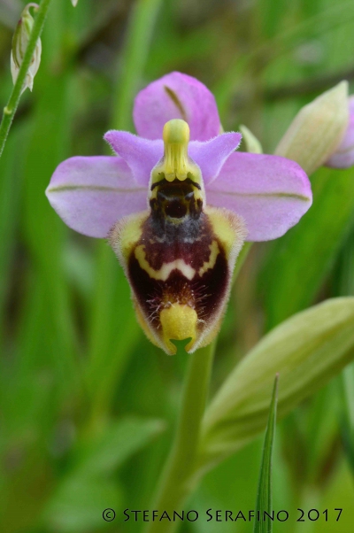 Ophrys tardans (67)__1495991731_93.40.204.210.jpg