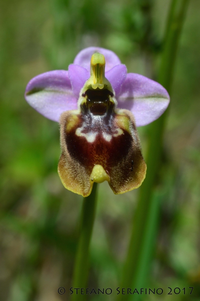 Ophrys tardans (24)__1496232822_93.40.204.210.jpg
