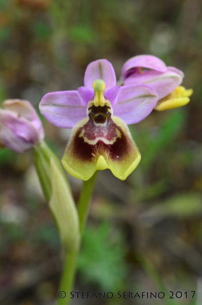 Ophrys tardans (52)__1496232845_93.40.204.210.jpg