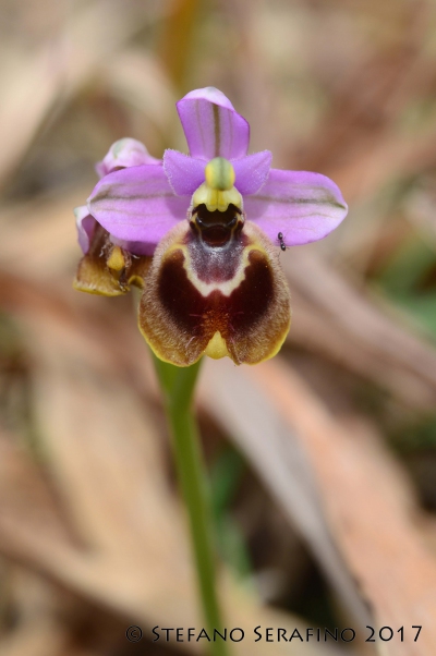 Ophrys tardans (125)__1496232881_93.40.204.210.jpg