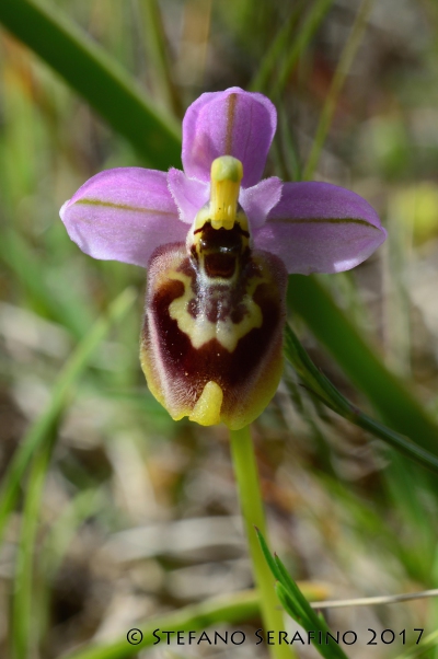 Ophrys tardans (53)__1496340826_93.40.204.210.jpg