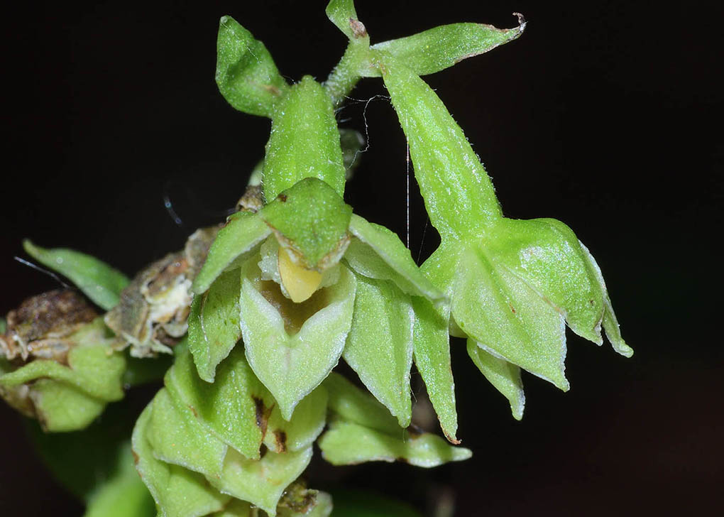 Epipactis neglecta 1.jpg