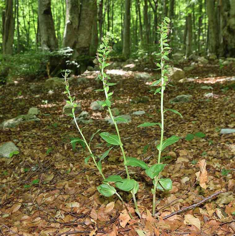 Epipactis neglecta 2.jpg