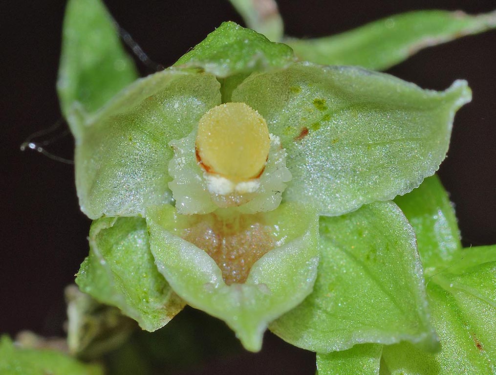 Epipactis neglecta 4.jpg