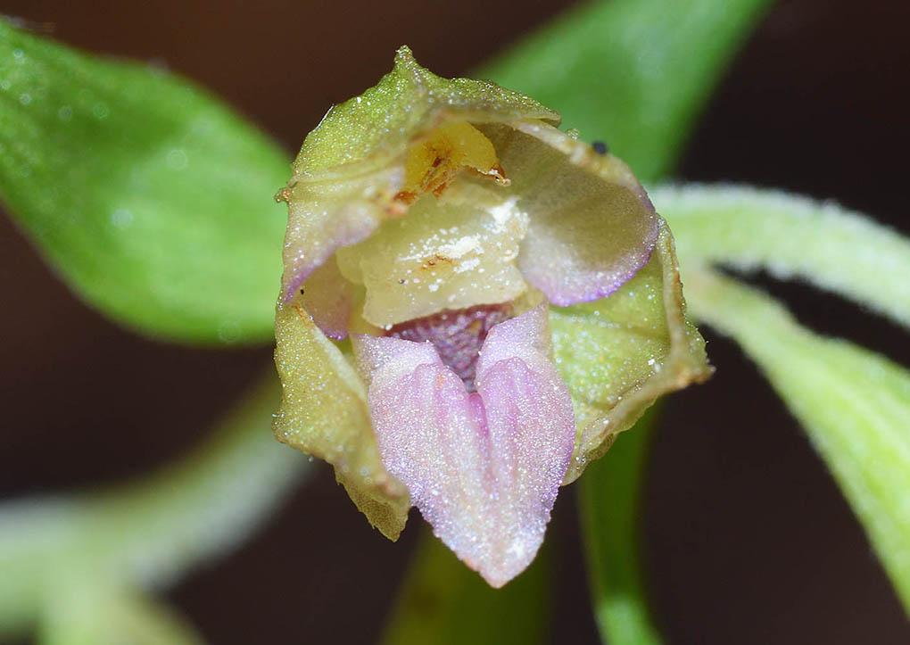 Epipactis neglecta 6.jpg