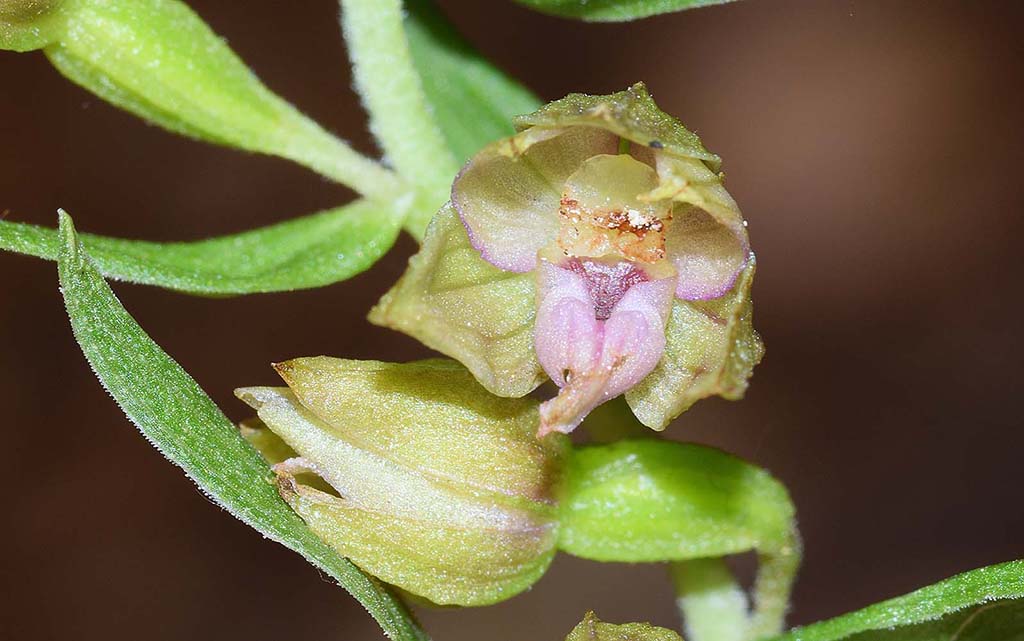 Epipactis neglecta 7.jpg