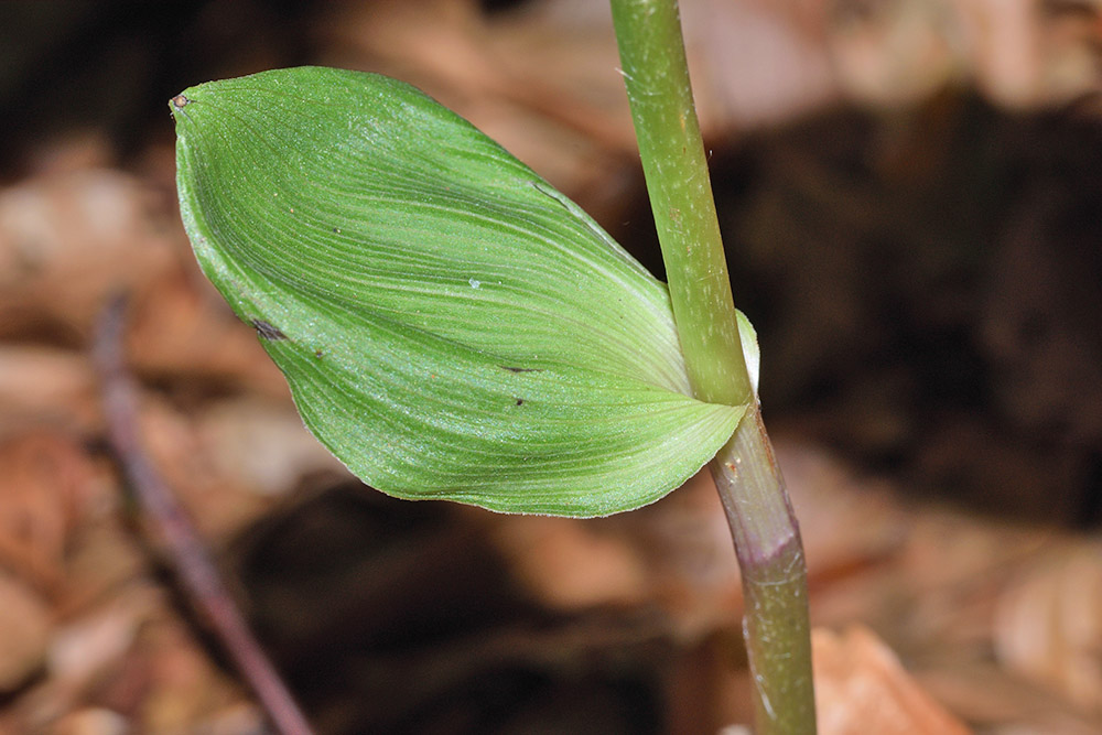 Epipactis neglecta 8.jpg