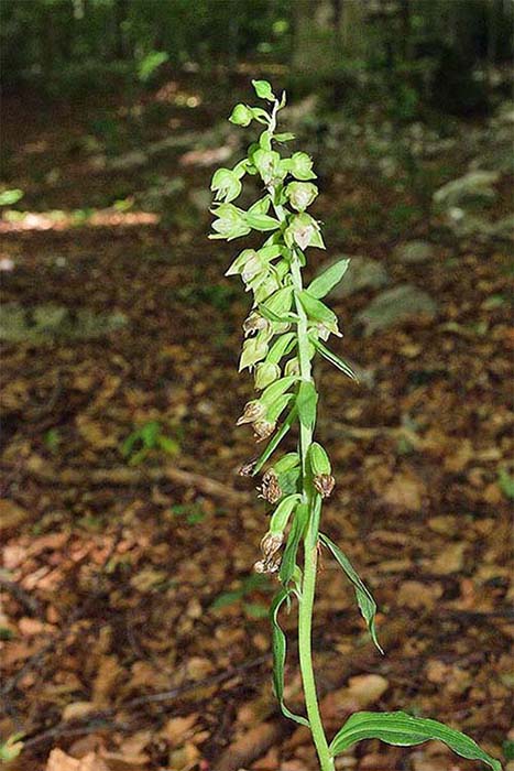 Epipactis neglecta 10.jpg