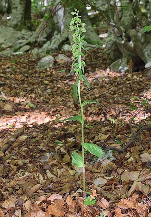 Epipactis neglecta 11.jpg