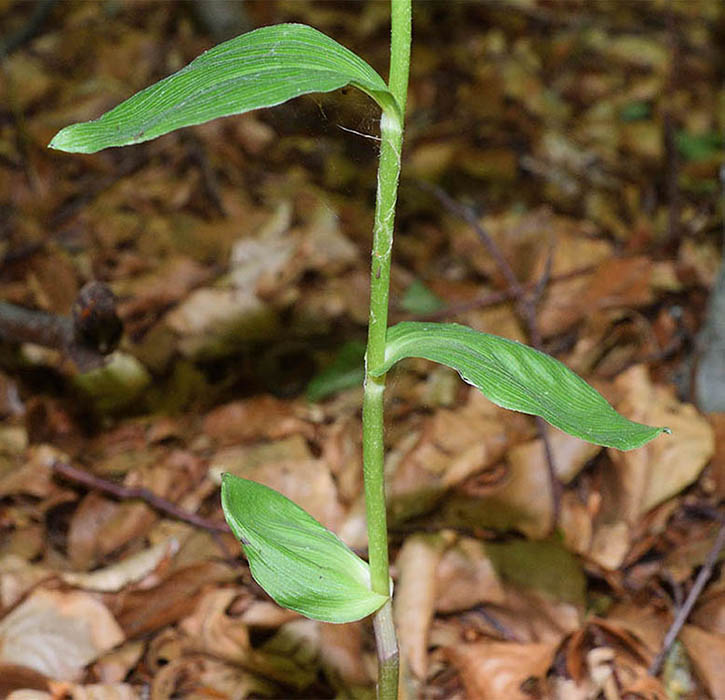 Epipactis neglecta 12.jpg