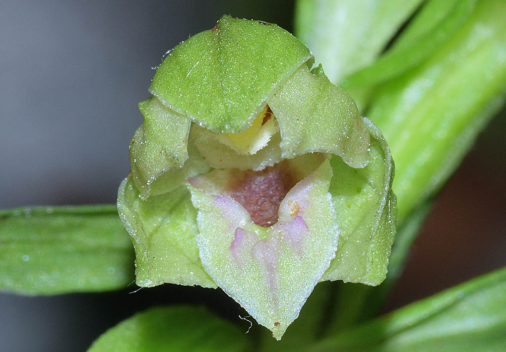 Epipactis neglecta 18.jpg