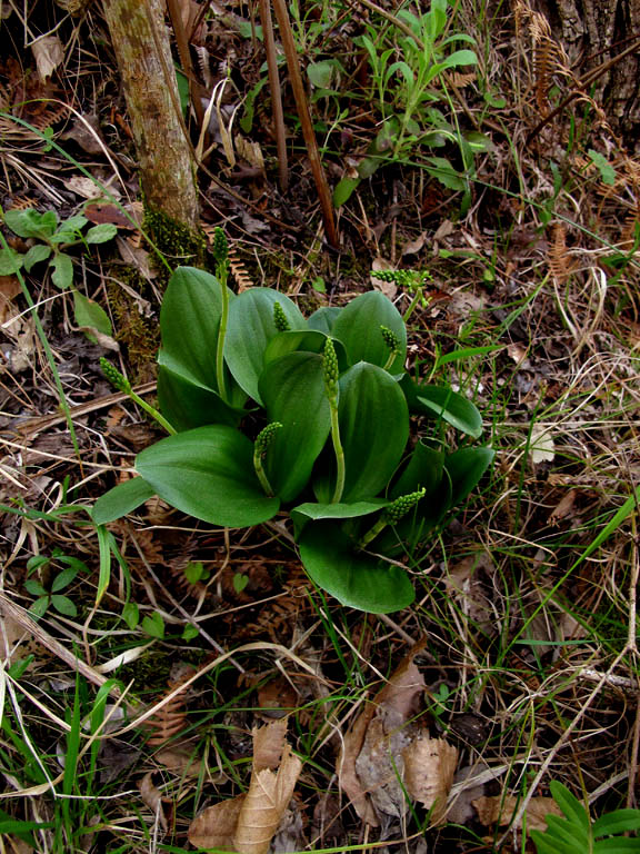 Molini di Triora 16 apr 2011.jpg