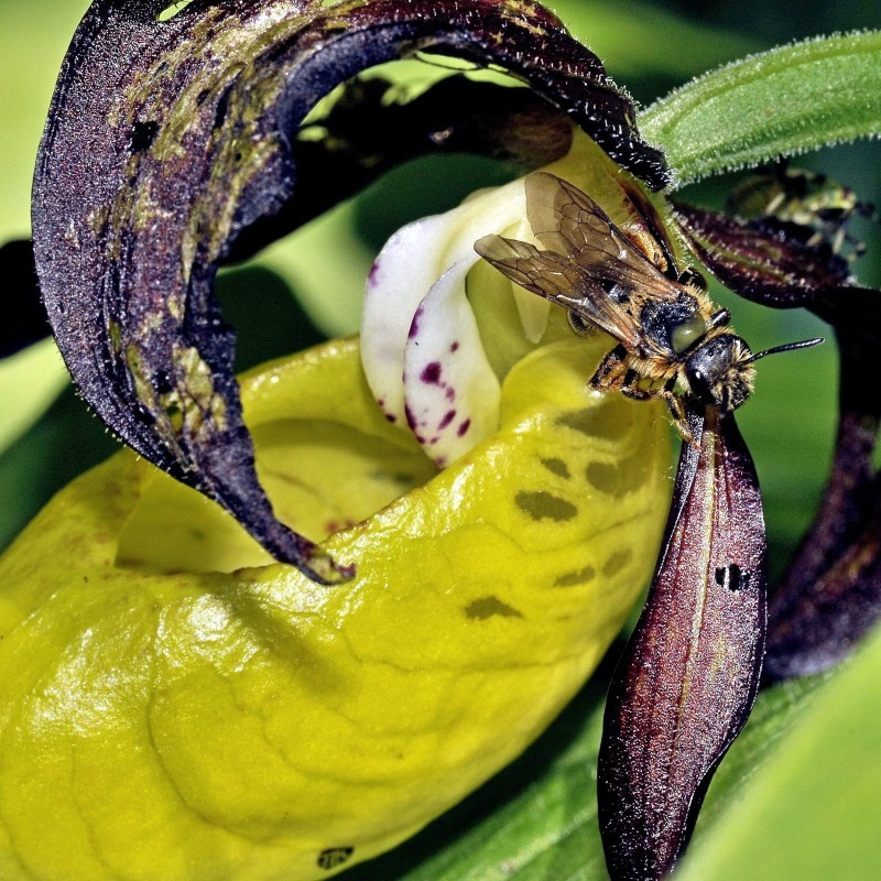 Cypripedium chalceolus7w.jpg